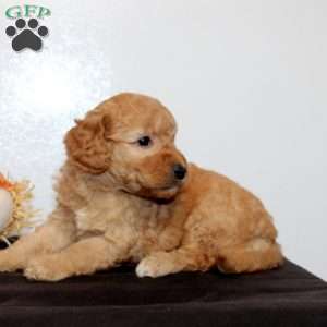 Patrick, Mini Goldendoodle Puppy